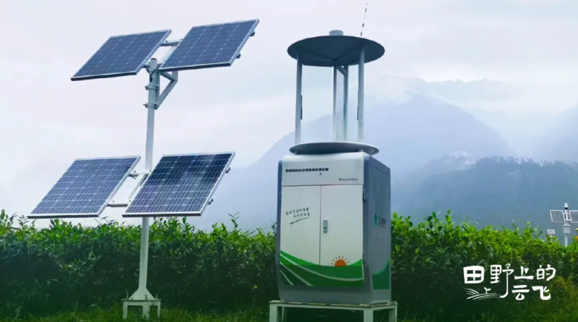 易贡茶场：在雪域高原上，用科技守护一片茶香